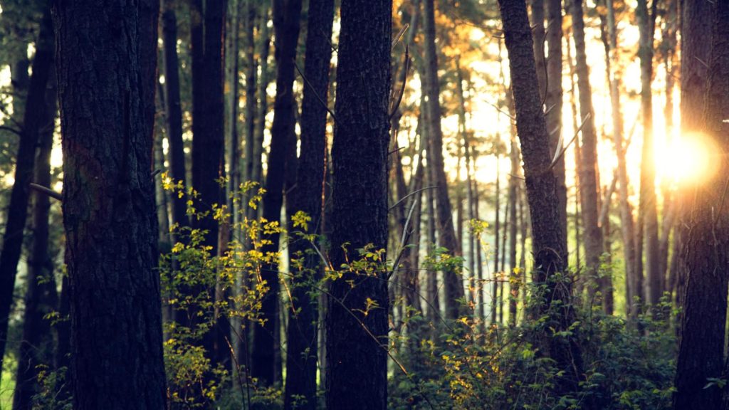 Waldbewirtschaftung und Durchforstung